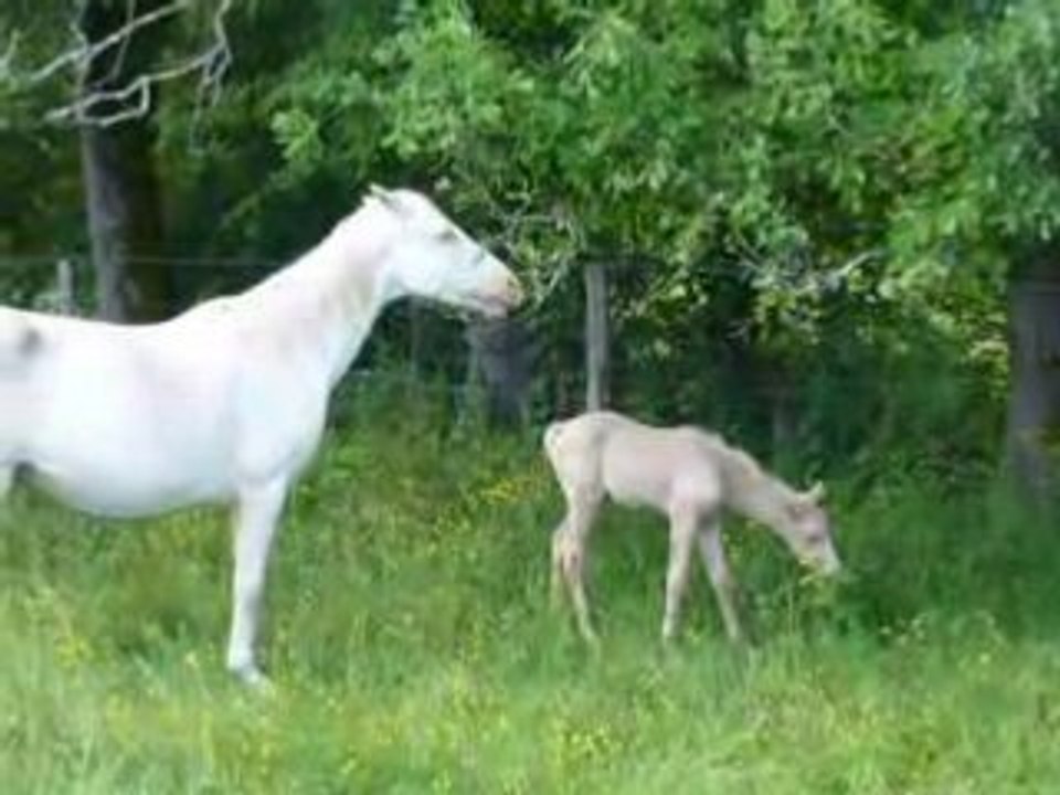 Palomino2008 253