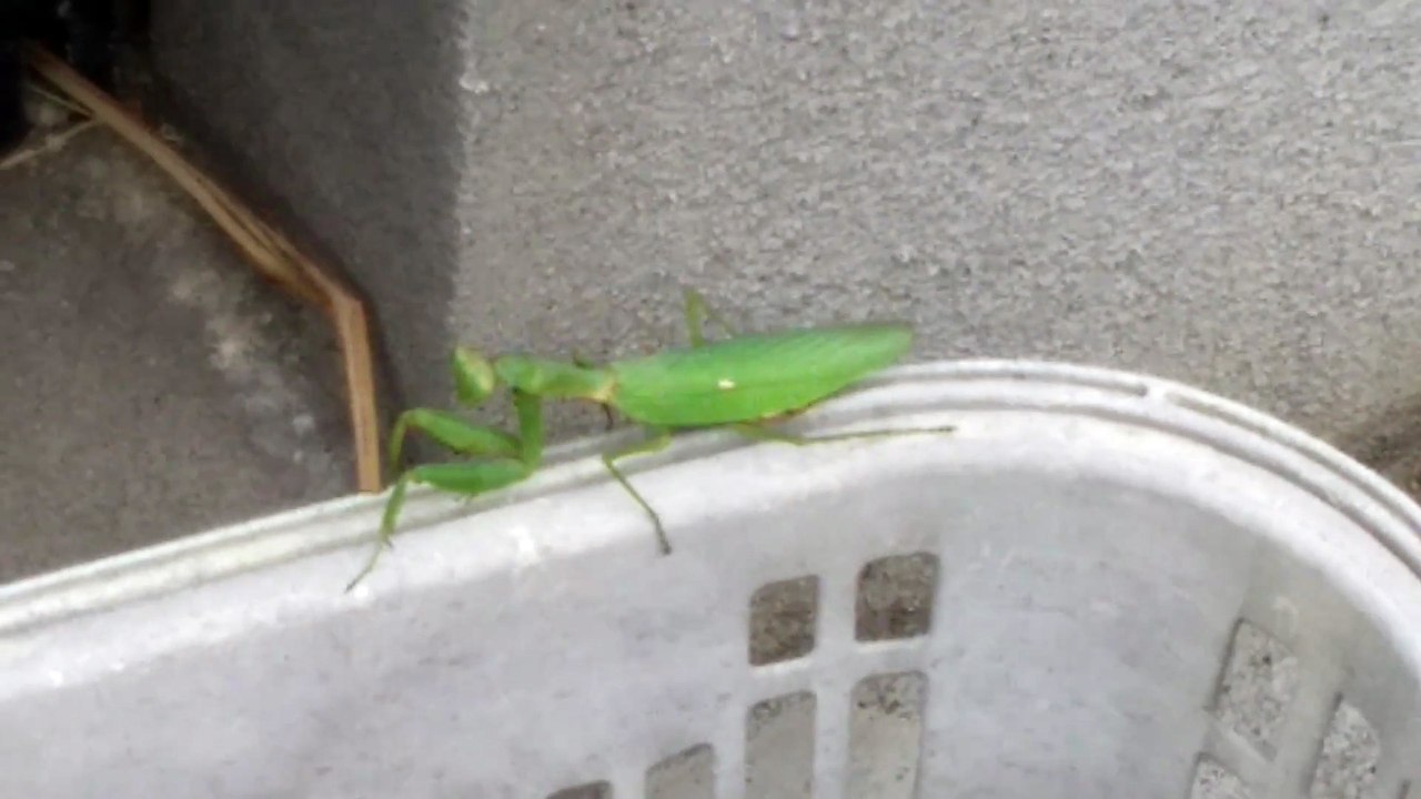 カマキリ