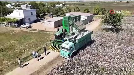 ''Beyaz altın''da hasat vakti!