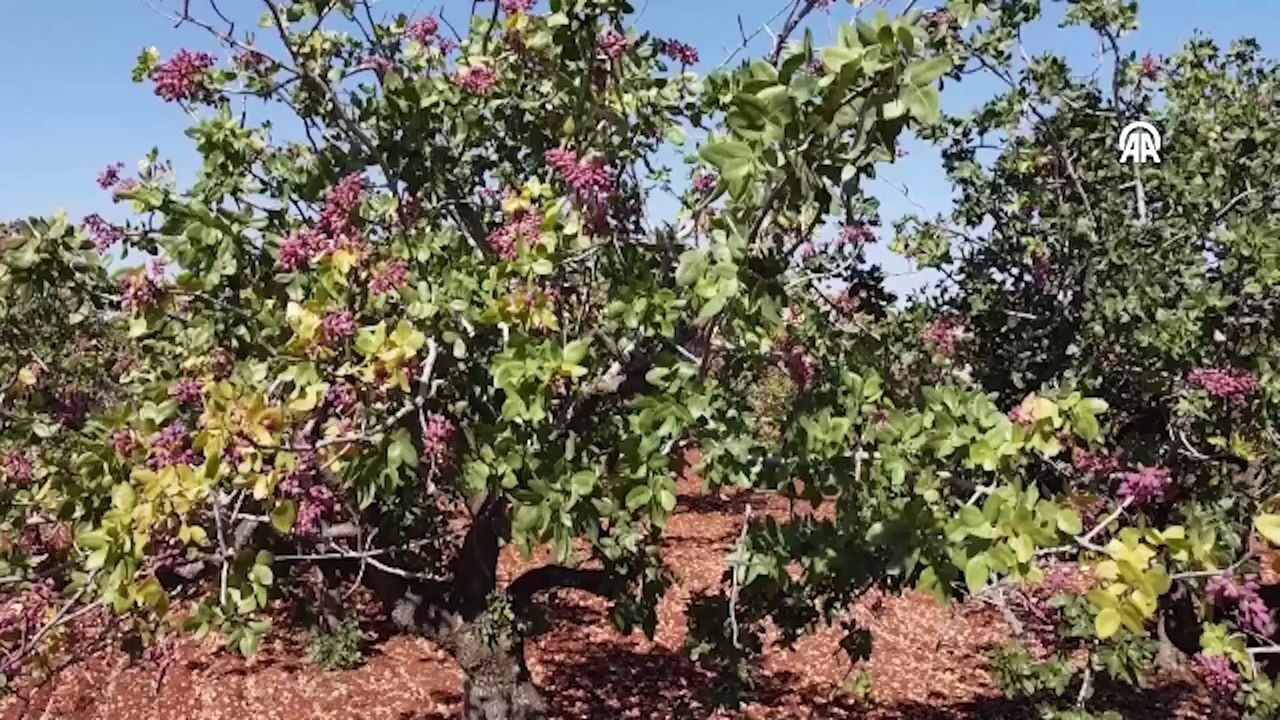 Yüzyıllar önce dikilen ağaç hala hasat veriyor: Verimi 3 katına çıkıyor
