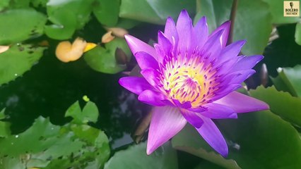 SÚNG TÍM CHỜ AI – Bolero Hoài Niệm | Nhạc Bolero Mới Nhất 2025