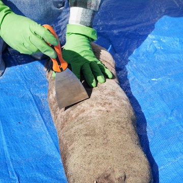 Bringing a dirty bunny toy back to life with a deep clean 🐇 #diy #toy #fyp #deepclean #hacks