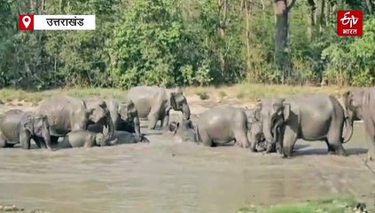ETV Bharat की खबर का असर, उत्तराखंड में 3 हाथियों की मौत पर DFO ने अधिकारियों से मांगा स्पष्टीकरण