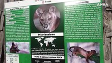 Allo zoo di Napoli nati quattro cuccioli di Fossa, i primi in Italia