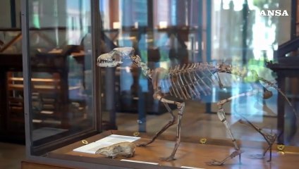 Roma, al Museo delle Civilta' completata la mostra dell'Ispra