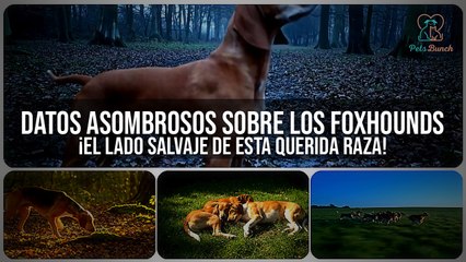Datos Asombrosos de los Foxhounds: ¡Descubre el Lado Salvaje de esta Querida Raza!