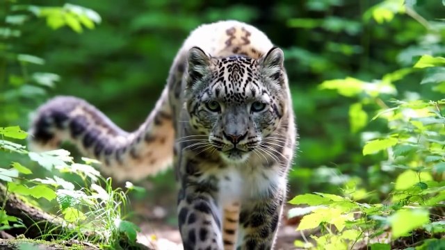 Wild cat 🐈🐈🐈