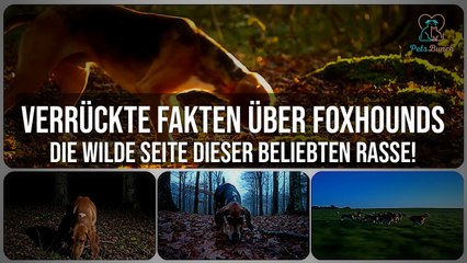 Verrückte Fakten über Foxhounds: Entdecke die wilde Seite dieser beliebten Rasse!