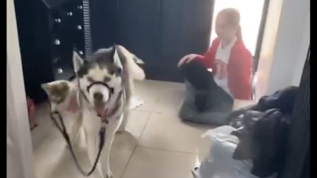 Slight pull turns into a drag as grown dog refuses to change her puppy ways