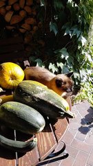 Meet the New Type of Zucchini — 100% Cat Approved! 😸🌿#shorts #cat #garden #vegetables #funny #funnycats #Viralcats #cute #fyp