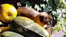 Meet the New Type of Zucchini — 100% Cat Approved! 😸🌿#shorts #cat #garden #vegetables #funny #funnycats #Viralcats #cute #fyp