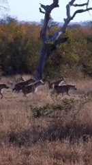 Hyenas Surround a Lion in the Wild #wildlife #naturelovers #animallover #lion #hyena