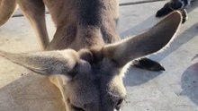 Kangaroo diaries only in Australia 🇦🇺