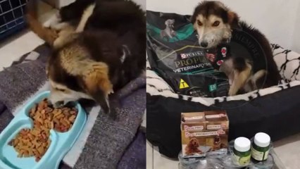 VIDEO | Revelaron actualización de salud del perro arrastrado por un hombre a caballo en Boyacá