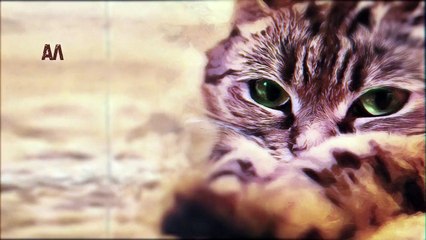 Женщина с котом и детективом 4 сезон 1 серия.