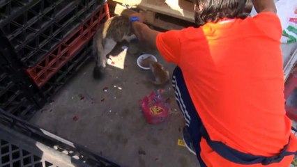 سعودي يحول بيته إلى مأوى للقطط والكلاب!