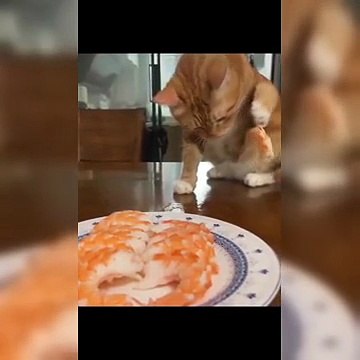 Funny cats