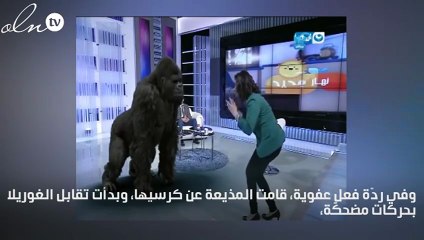 غوريلا تقتحم إستوديو برنامج مصري... شاهدي ردة فعل المذيعة