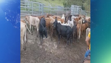 Recuperan 37 novillos presuntamente hurtados en Darién