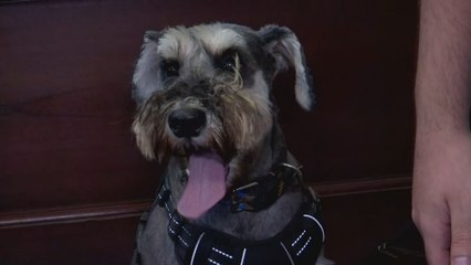 Celebración de San Francisco de Asís reúne a familias y sus mascotas en el Casco Antiguo