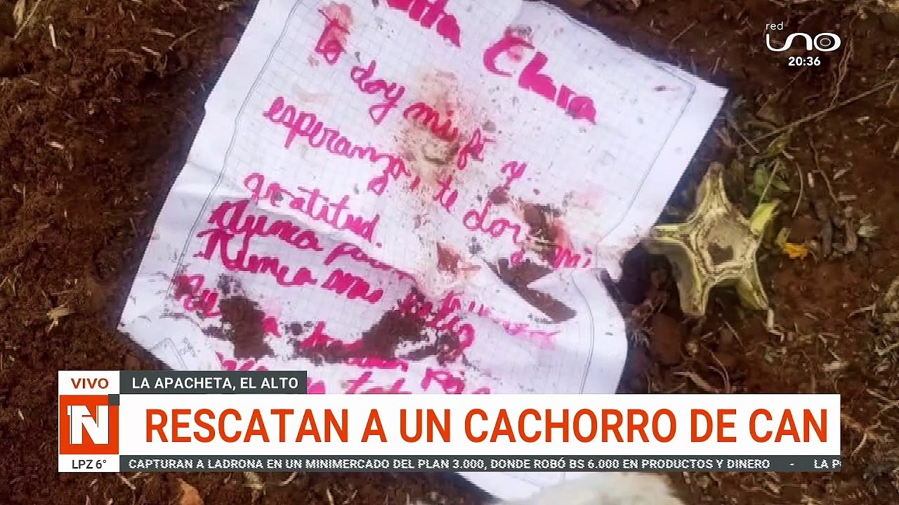 QUERIAN USAR A UN PERRO COMO SULLU