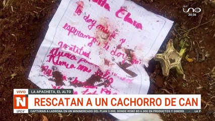 QUERIAN USAR A UN PERRO COMO SULLU