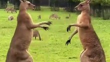Kangaroo diaries only in Australia 🇦🇺