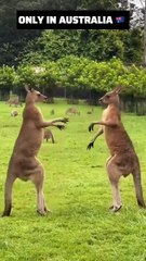 Kangaroo diaries only in Australia 🇦🇺