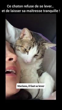 Ce chaton refuse de se lever… et de laisser sa maîtresse tranquille !