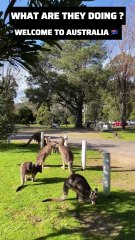 Kangaroo diaries only in Australia 🇦🇺