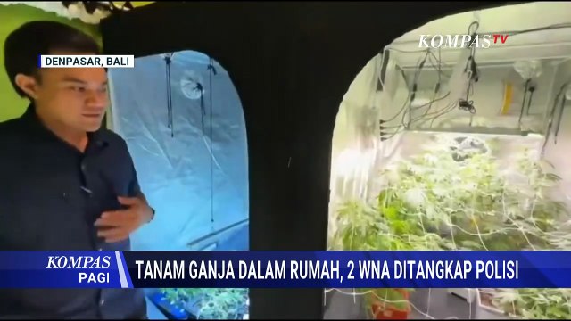 Pasangan WNA Asal Belanda & Rusia Ditangkap Polisi Buntut Tanam Ganja Hidroponik | KOMPAS PAGI
