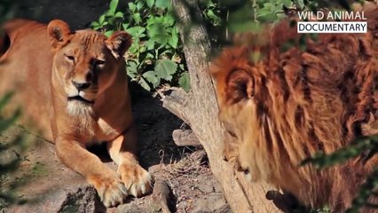 Real Lion Fight | The Battle of Jungle Kings | Powerful Wild Animals Clash"