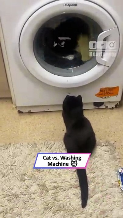 Cat vs. Washing Machine: Hilarious Spin Cycle Showdown!|| Heartsome 💖