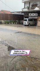 Unbelievable! Snake Survives Car Hit During Torrential Rain|| Heartsome 💖