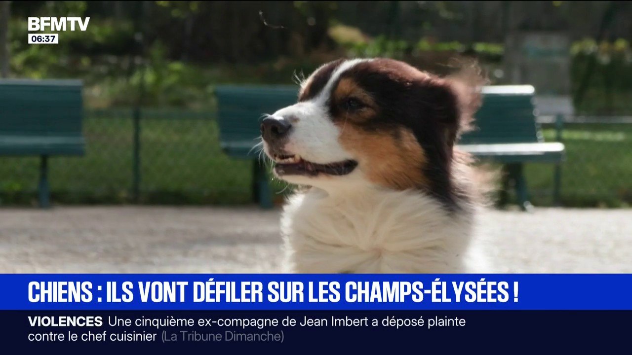 Marche des animaux sur les Champs-Elysées: les propriétaires réclament plus d'espace pour leur chien