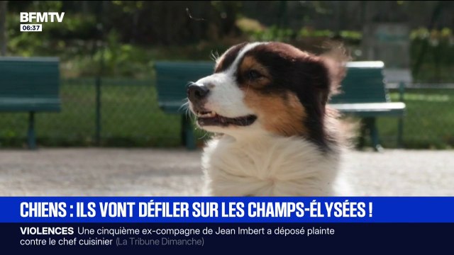 Marche des animaux sur les Champs-Elysées: les propriétaires réclament plus d'espace pour leur chien
