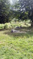 Kangaroo diaries only in Australia 🇦🇺