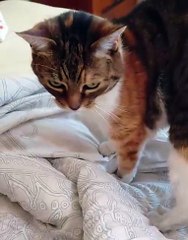 Wake up, People! Sunday Has Started! #shorts #cat #funny #funnycats #shortsvideo #dailymotioncats #viralcats #cute #fyp