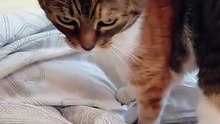 Wake up, People! Sunday Has Started! #shorts #cat #funny #funnycats #shortsvideo #dailymotioncats #viralcats #cute #fyp