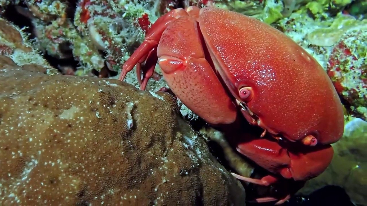 Christmas Island Turns Red! Watch Millions of Crabs Take Over Roads and Beaches