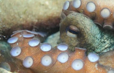 Ege'nin derinliklerindeki güzellik: Kuşadası'nın sualtı hazineleri