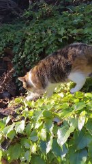 Good Morning From The Garden Queen! #shorts #Goodmorning #cat #funnycats #funny #viralcats #cute #fyp