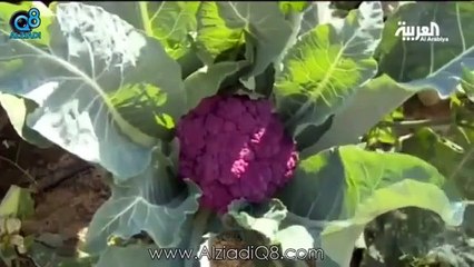 بالفيديو - كويتي يزرع بندورة سوداء وفراولة بيضاء
