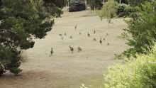 Kangaroo diaries only in Australia 🇦🇺