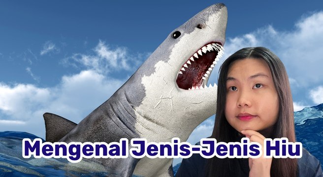Jenis-jenis Hiu yang Ada di Dunia-Serius Ini Hewan?