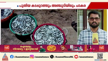 'മൊതലാളീ ജങ്ക ജഗ ജഗാ...; താനൂർ പുതിയ കടപ്പുറത്തും അഞ്ചുടിയിലും മത്തി ചാകര