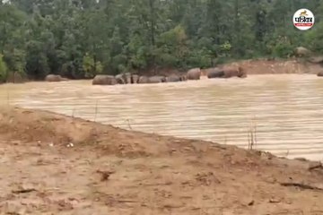 हाथियों का झुंड तालाब में नहाते हुए दिखाई दिया