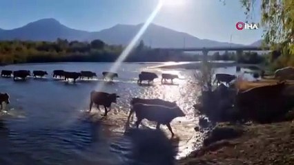Türkiye'nin bir nehri daha kuruyor: Sular çekildi, debi düştü, büyükbaşlar artık içinde yürüyor!