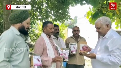 डिहाइड्रेशन तकनीक से 'सोना' बना प्याज, खत्म होगी स्टोरेज की समस्या, प्याज फ्लेक्स से होगी बंपर कमाई