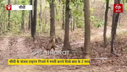 संजय टाइगर रिजर्व में बाघ शावकों का धमाल, क्यूट शरारतों ने कर दिया टूरिस्ट का पैसा वसूल मनोरंजन